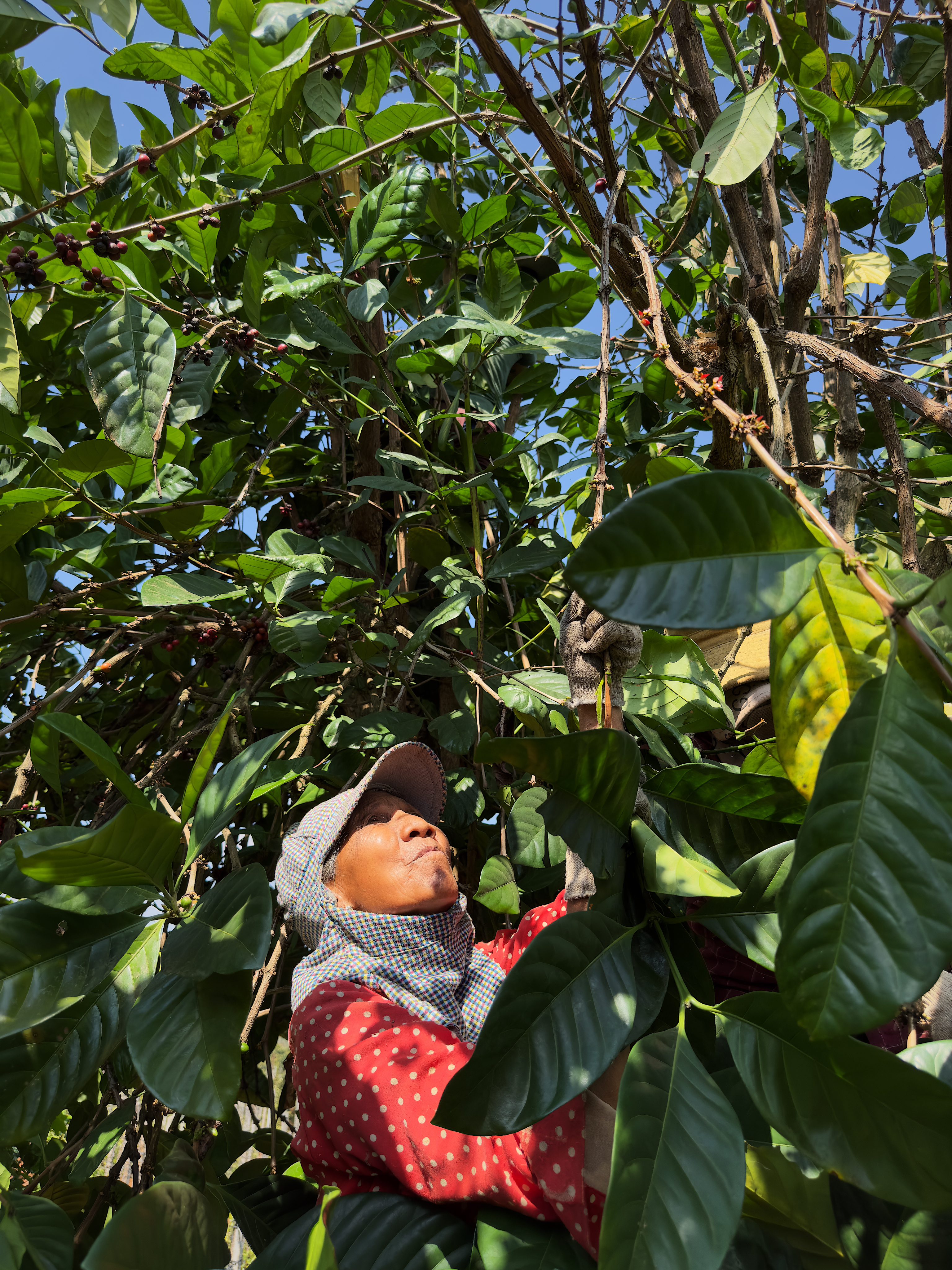 Harvested by hand